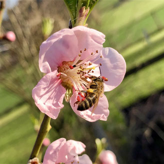 Blütenpollen Schweiz