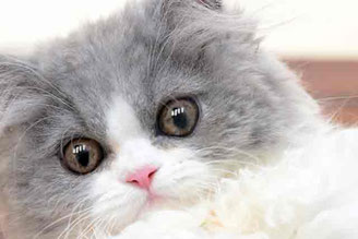 ミヌエット|イメージ画像(3)