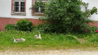 Leben auf dem Hof, Leben mit Tieren, Gänse auf dem Hof