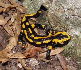 Feuersalamander. Foto: Christel Pietsch