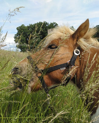 Helgi steht im tiefen Gras und frisst mit halb geschlossenen Augen, ohne den Kopf senken zu müssen