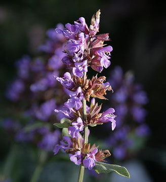 Echter Salbei | Salvia officinalis