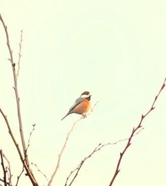 我が家の桜の枝にとまるヤマガラ