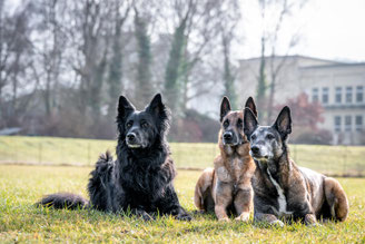 Hundeschule Namida, Hund