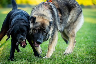 Entschleunigung, StrukTUR, Hund, Workshop, Anja Niederberger, Hundeschule Namida