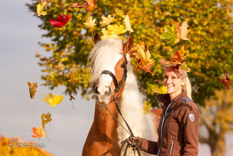 Haflinger Fotoshooting Herbst