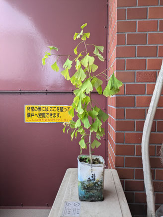 コスモスCSR 「歌津ナショナルトラスト」三嶋山贈与第一号(銀杏)