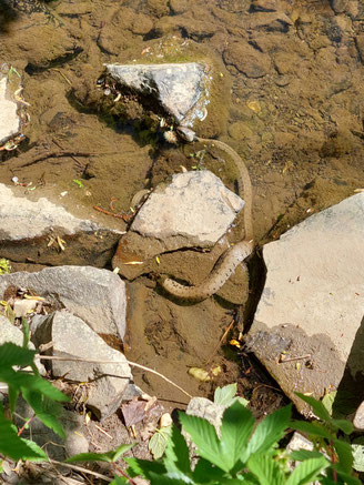 Barrenringelnatter (Natrix natrix helvetica) Stefanie Geihe