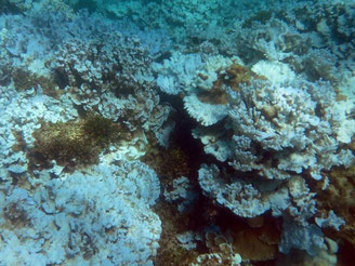 Abgestorbene Korallen vor der hawaiianischen Insel Lisianski. Foto: NOAA