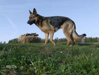 Leo der Große vom Praumeter Wald - geb. 05.04.2011