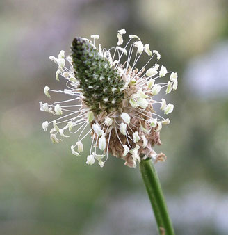 Spitzwegerich Knospe blühend Blüte