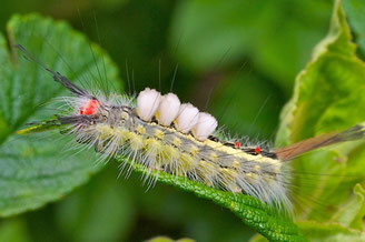 White-marked Tussock Moth Caterpillar (Orgyia leucostigma)
