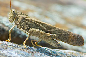 A Band-winged grasshopper, in the Adult stage of its development. Note the long wings.