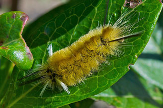Banded Tussock Moth Caterpillar (Halysidota tessellaris)