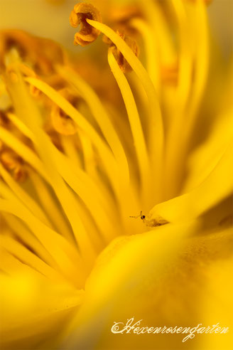 Rosiger Adventskalender im Hexenrosengarten - Faszinierende Insekten in den Rosenblüten