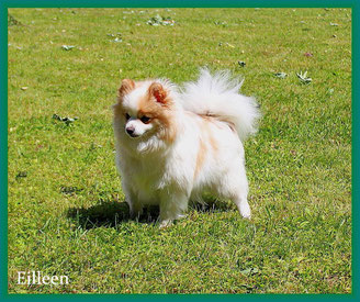 Pomeranian Hündin Eilleen von der Arnold's Eiche.