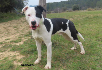GASPARD
