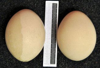 eier rohrdommel 