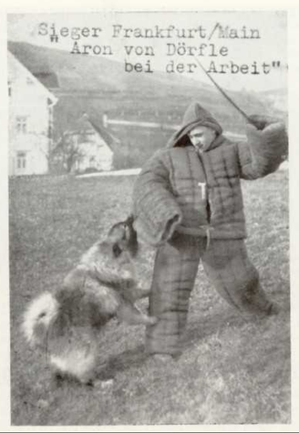 Wolfsspitz Keeshond protection dog service dog