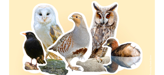 Sie standen zur Wahl: Amsel, Zwergtaucher (Frank Derer), Rebhuhn (Willi Rolfes), Schleiereule (Christoph Bosch), Waldohreule (Ondrej Prosicky/BIA)
