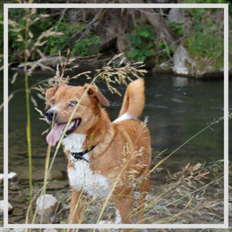 links zu Landpinscher-Ö-Pinscher-Hundetraining