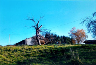 foto eines bauernhofes bei bad tölz, gebüude und bäume