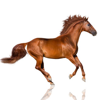 Pferd mit gepflegten Hufen auf weißem Hintergrund