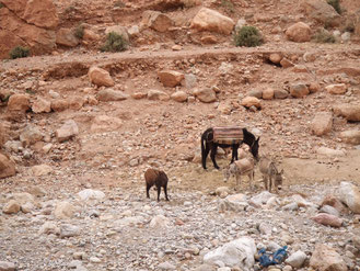 モロッコ青い街シャウエンから絨毯村へ。旅の途中で出会ったノマド（遊牧民）の家畜たち。