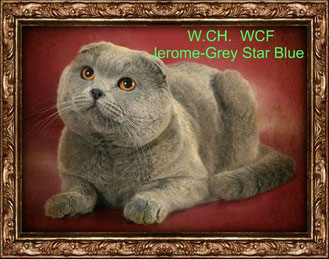 Jerome-Grey Star Blue