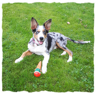 Border Collies à l'école pour chiots à Dax