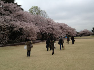 2013花見の宴・御苑