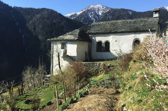 Katze schläft zusammengerollt neben schamanischer Rassel