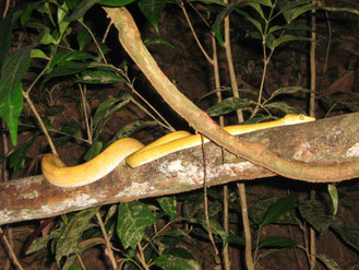 sortie nocturne découverte de la faune en guyane 2