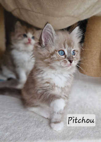 Pitchou, femelle, seal mink tabby mitted