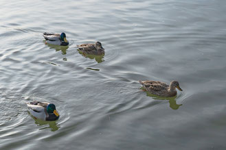 Alfred Fröschl - „Am Wasser“ 57mm - F8 -1/1250sek - ISO 320 NikonZ6II