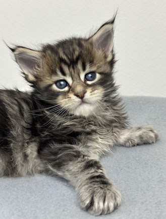 Maine Coon black tabby 