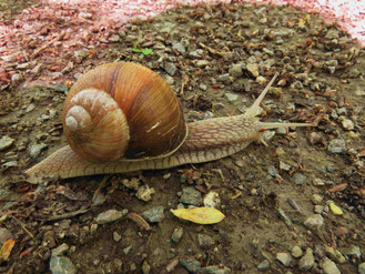 Weinbergschnecke (Foto: Wolfgang Voigt)