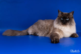 elevage chat siberien toulouse
