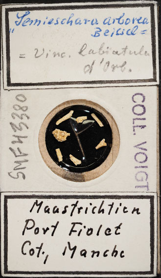 Senckenberg, Bryozoa, Bryozoen, Moostierchen, Sammlung Voigt