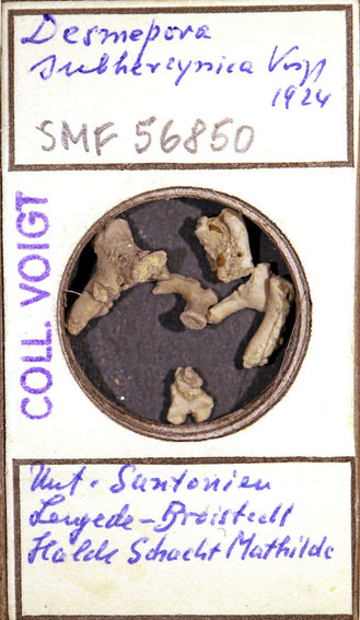 Senckenberg, Bryozoa, Bryozoen, Moostierchen, Sammlung Voigt