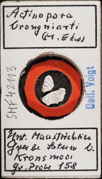 Senckenberg, Bryozoa, Bryozoen, Moostierchen, Sammlung Voigt