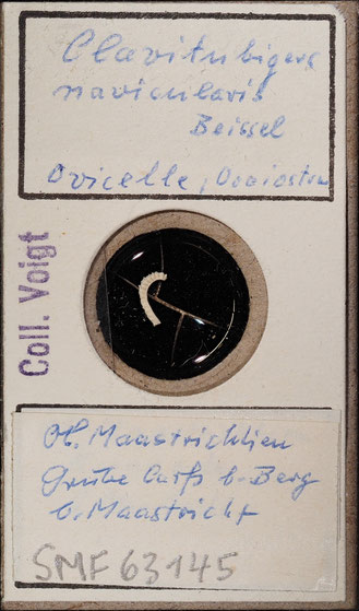 Senckenberg, Bryozoa, Bryozoen, Moostierchen, Sammlung Voigt