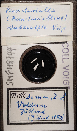 Senckenberg, Bryozoa, Bryozoen, Moostierchen, Sammlung Voigt