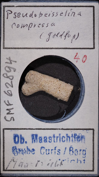 Senckenberg, Bryozoa, Bryozoen, Moostierchen, Sammlung Voigt