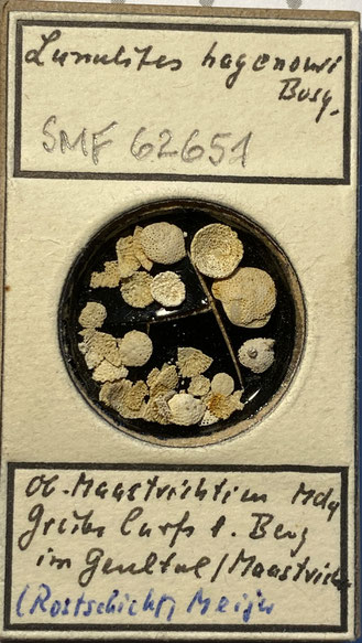 Senckenberg, Bryozoa, Bryozoen, Moostierchen, Sammlung Voigt