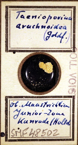 Senckenberg, Bryozoa, Bryozoen, Moostierchen, Sammlung Voigt