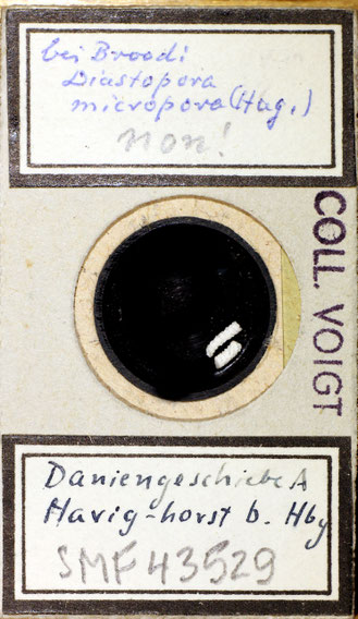 Senckenberg, Bryozoa, Bryozoen, Moostierchen, Sammlung Voigt
