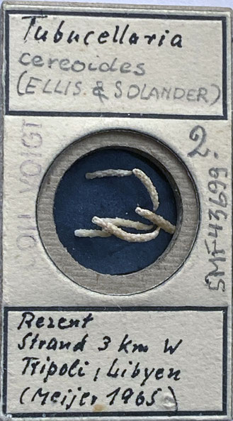 Senckenberg, Bryozoa, Bryozoen, Moostierchen, Sammlung Voigt