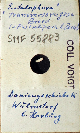 Senckenberg, Bryozoa, Bryozoen, Moostierchen, Sammlung Voigt