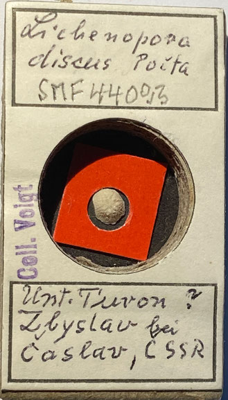 Senckenberg, Bryozoa, Bryozoen, Moostierchen, Sammlung Voigt